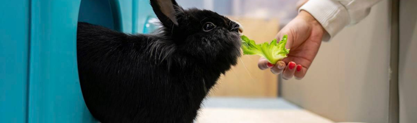 Hong Kong pet rabbits enjoy bunny resort while owners away